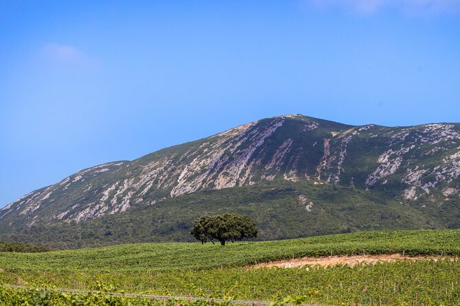 Arrabida and Sesimbra Small-Group Day Trip from Lisbon with Wine Tasting - Mercado do Livramento or Palmela Castle