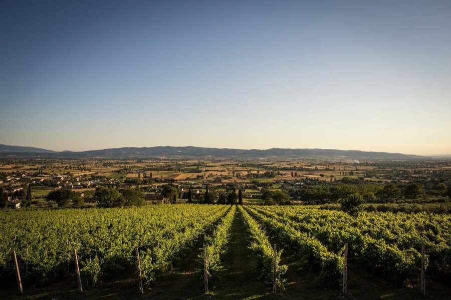 Assisi: Organic Winery Tour with Tastings & Typical Food - Should you book Tili 21?