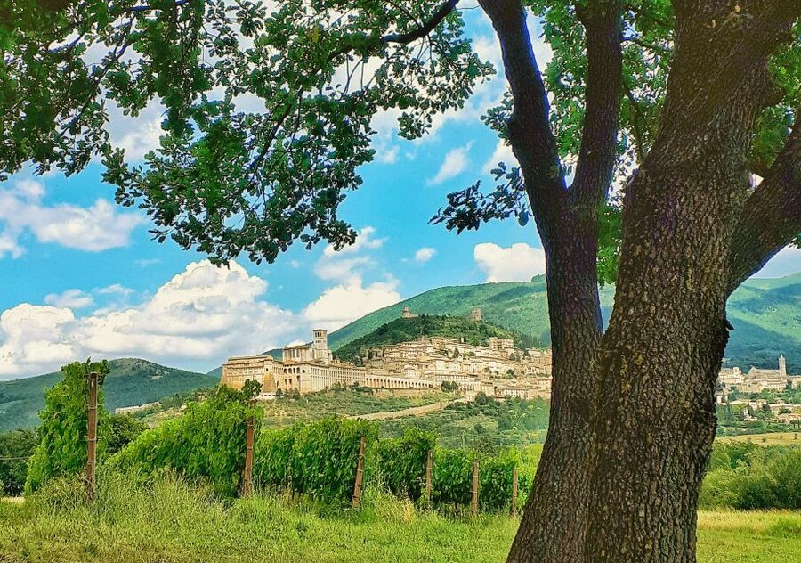 Assisi: Wine tasting, gourmet pairing, walk in the vineyards - Learning how wine is made along the path