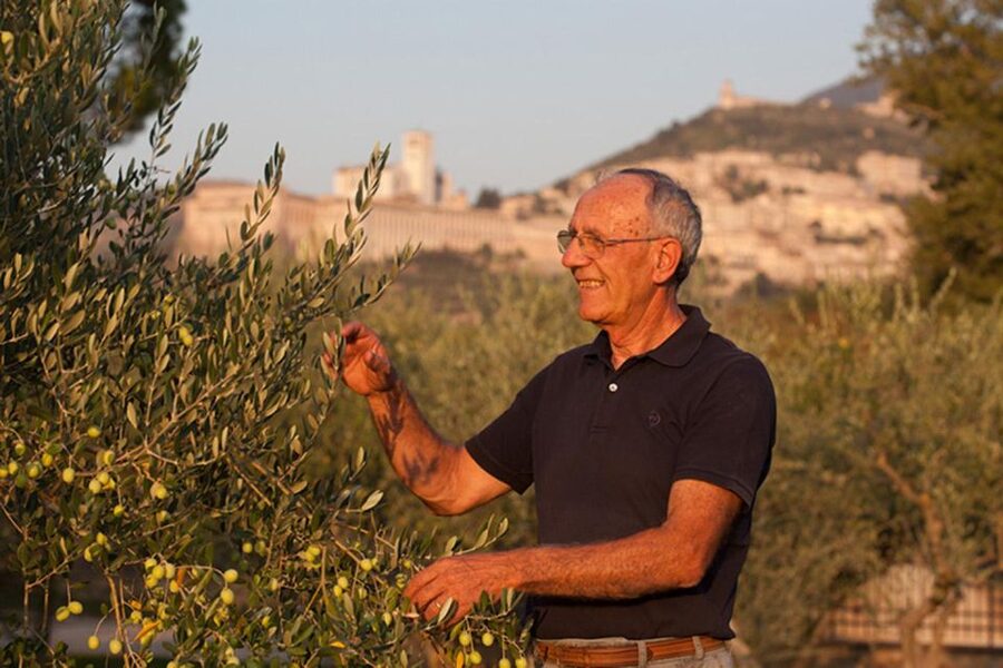Assisi: Wine tasting, gourmet pairing, walk in the vineyards - Who will enjoy this vineyard visit most