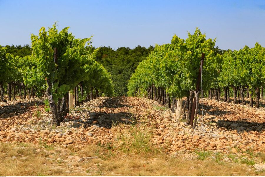 Avignon: Full-Day Wine Tour around Châteauneuf-du-Pape - FAQ