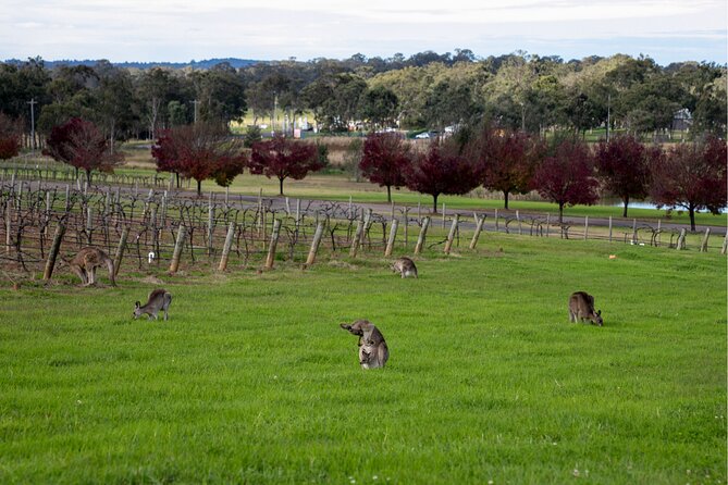 Award-Winning Hunter Valley Wine & Cheese Tour from Sydney - Lunch at Pokolbin, with a lakeside pause