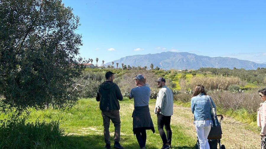 Balestrate: Olive Grove Tour with Wines & Olive Oil Tasting - Key points to know before booking