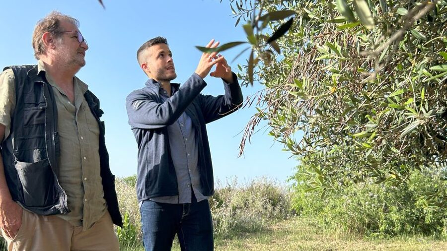 Balestrate: Olive Grove Tour with Wines & Olive Oil Tasting - Starting at Bivio Quattro Vanelle near Balestrate