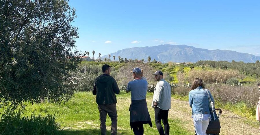 Balestrate: Olive Grove Tour with Wines & Olive Oil Tasting - Learning how to taste extra virgin olive oil
