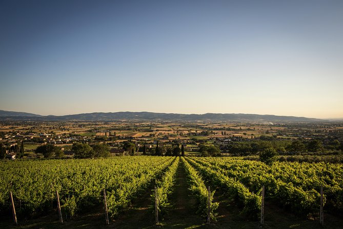 Balsamic Vinegar, Olive oil and Organic Winery Tour in Assisi with tasting - Leaving Assisi for the Tili family farm