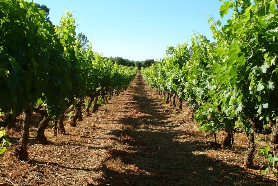 Bandol and Cassis: Full Day Wine Tour from Marseille - Your free time in the fishing town of Cassis