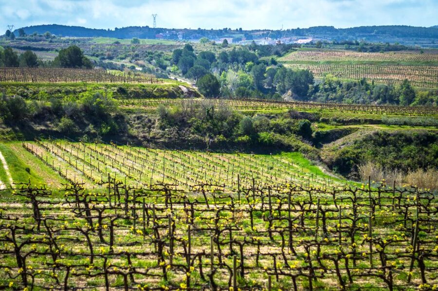 Barcelona: Guided Half-Day Wine and Electric Bike Tour - How Much Value Do You Get for $101?