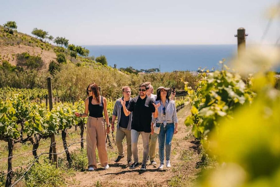 Barcelona: Sailing Cruise & Vineyard Tour with Wine Tasting - What the $159 price really buys