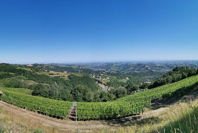 Barolo&Barbaresco Wine Experience with a local winemaker - Wineries, tastings, and the food stop