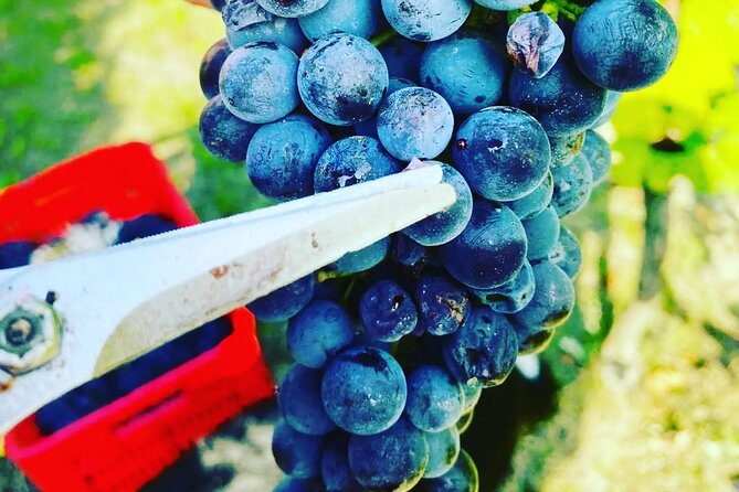 Barolo&Barbaresco Wine Experience with a Local Winemaker / Milano - First tasting: Barolo and Nebbiolo country