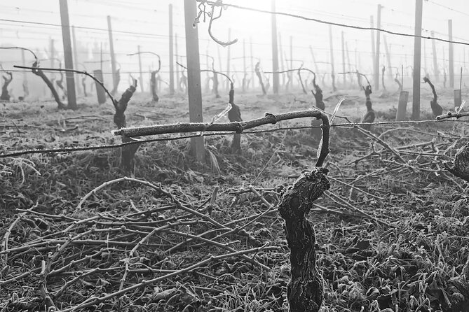 Barolo&Barbaresco Wine Experience with a Local Winemaker / Milano - Lunch in a traditional Piedmont restaurant