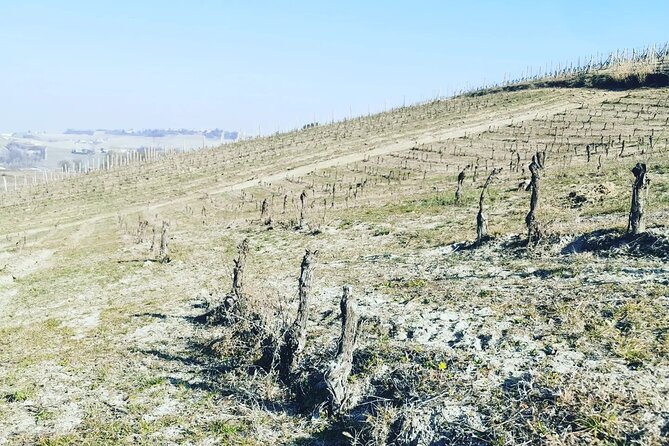 Barolo&Barbaresco Wine Experience with a Local Winemaker / Milano - What the $600.70 price really buys