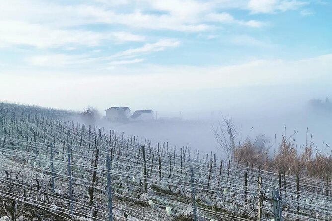 Barolo&Barbaresco Wine Experience with a Local Winemaker / Milano - Who will enjoy this day most
