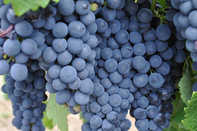 Barossa and Hahndorf Wine Tasting and Sightseeing Tour - Lambert Estate Wine and a Proper Lunch