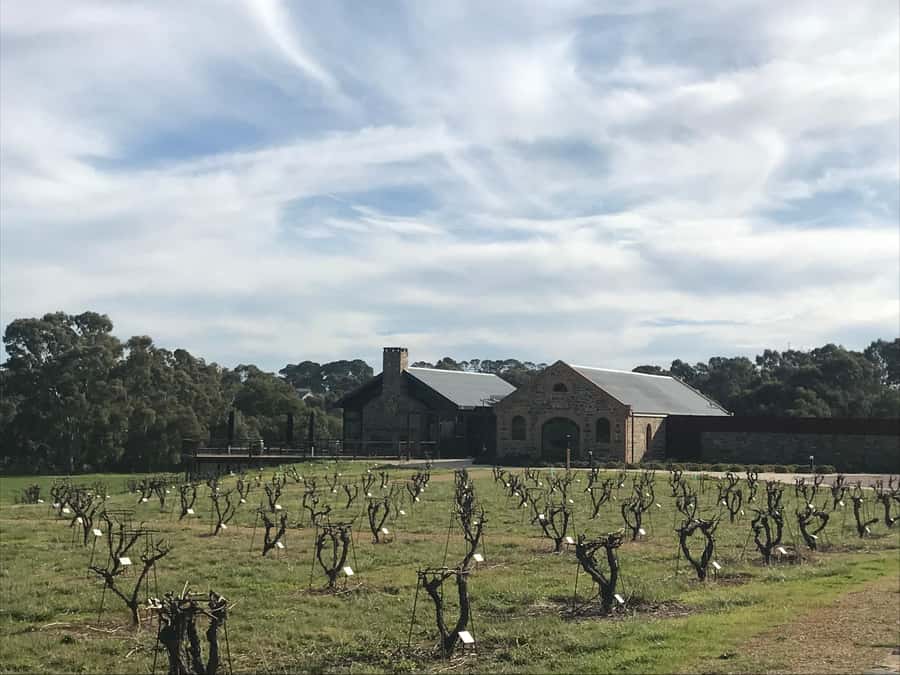 Barossa Valley: Small Group Wine Tour (Includes Lunch) - The First Cellar Doors: Big Names and Small Producers