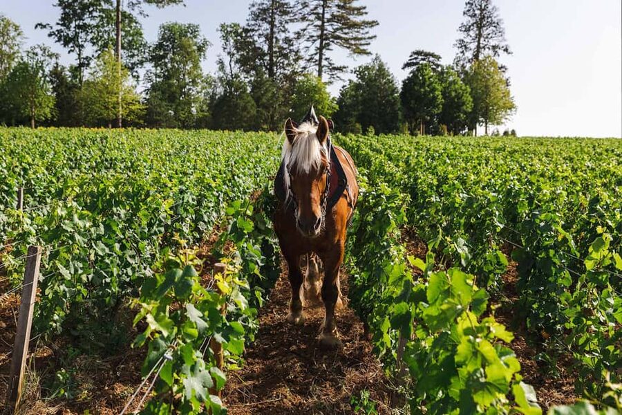 Beaune: Wine Tasting at Château de Pommard - Why this one-hour tasting works