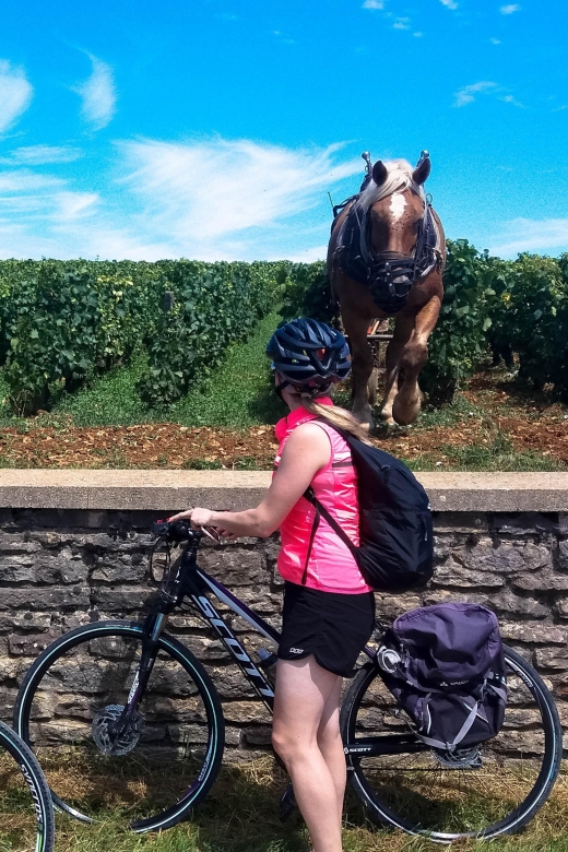 Beaune: Winery Tour by Bike with Wine Tasting - Who Should Book This Tour?