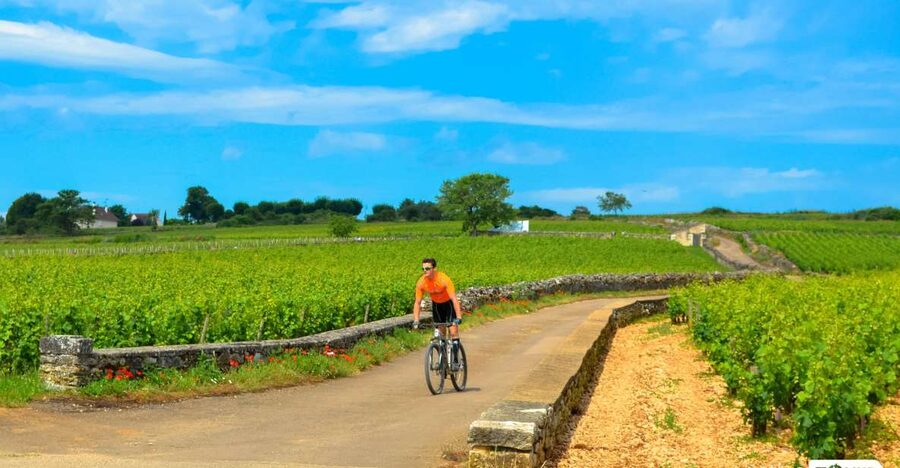 Beaune: Winery Tour by Bike with Wine Tasting - Starting at Parc de la Bouzaize