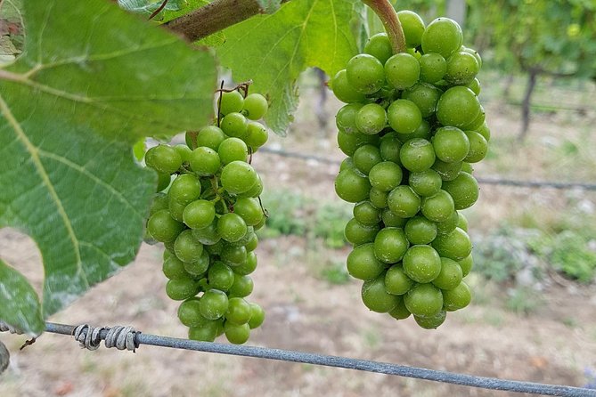 Beyond the Vines - Full-Day Marlborough Wine Tasting Tour - What you will see between the cellar doors