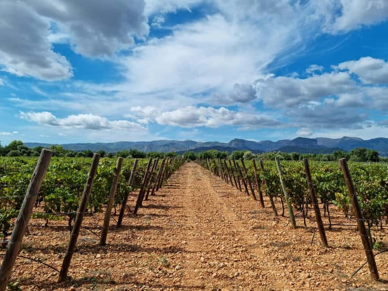 Binissalem: Individual vineyard tour and wine tasting in German - Key points at a glance