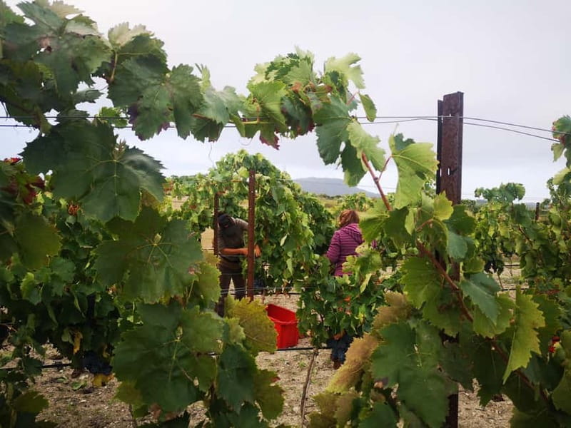 Binissalem: Individual vineyard tour and wine tasting in German - Who should book this Binissalem wine tour?