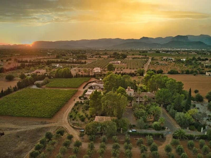 Binissalem: Individual vineyard tour and wine tasting in German - Walking among the vines
