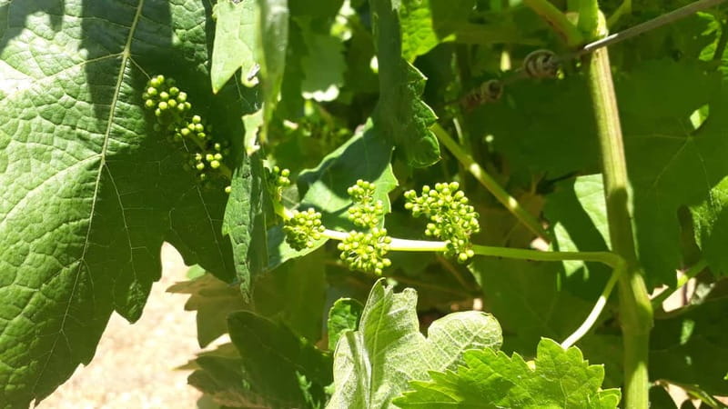 Binissalem: Individual vineyard tour and wine tasting in German - Small snacks and standout tapas