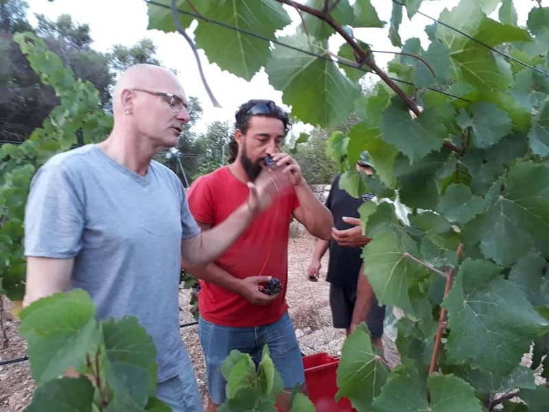 Binissalem: Individual vineyard tour and wine tasting in German - Is $29 a good value?