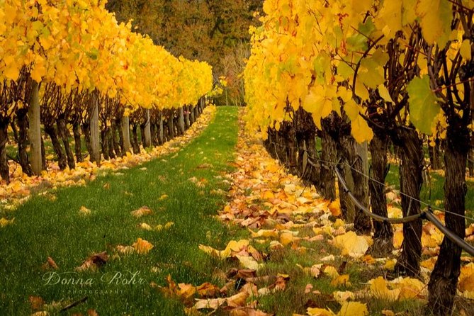 Blenheim Half day Wine Tour - Starting at 10:00 with a local guide