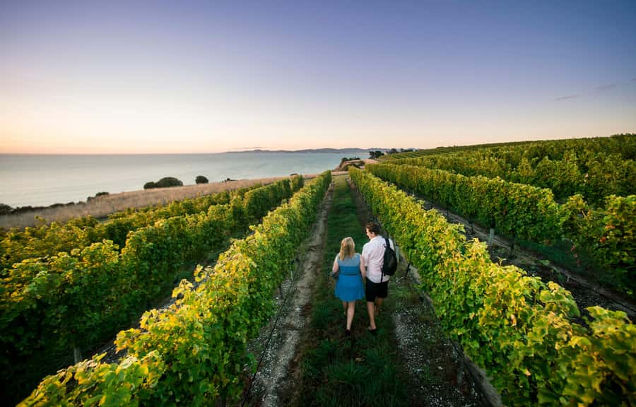 Blenheim/Renwick: Marlborough Half-Day Wine Tour with Lunch - Pickup in Blenheim or Renwick keeps the day simple