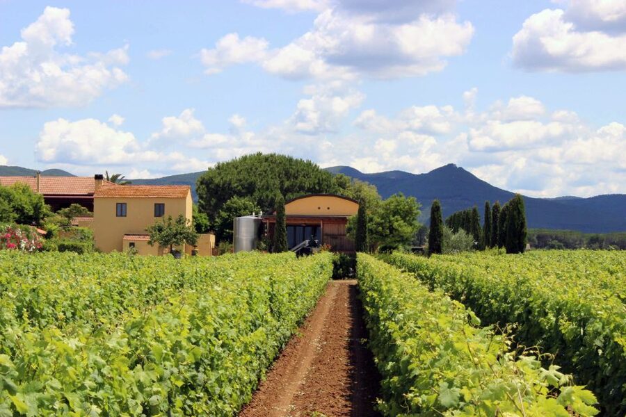 Bolgheri: Winery Tour with Wine Tasting - Bruschetta and homemade olive oil