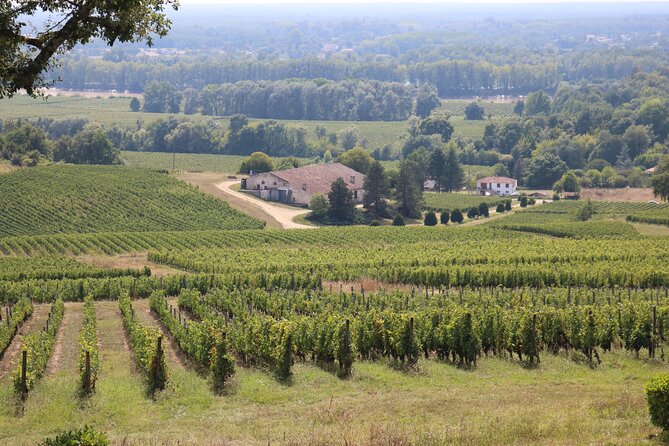 Bordeaux : Full Day Wine Tastings & Gourmet Lunch - A three-course lunch in the middle of the day