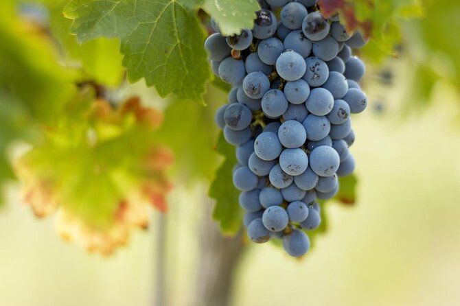Bordeaux Full Day Wine Tour - 3 Wineries & Gourmet Picnic Lunch - Key points to know before booking