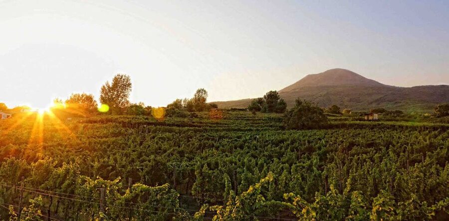 Boscotrecase: Vesuvius Wine Tasting Tour Lunch - Key points to know before booking