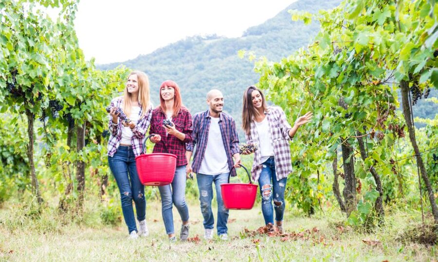 Boscotrecase: Vesuvius Wine Tasting Tour Lunch - Four wines and the taste of Lacrima Christi