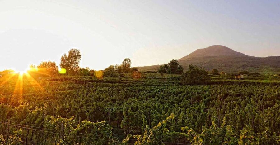 Boscotrecase: Vesuvius Wine Tasting Tour Lunch - Walking among the vines on Vesuvius