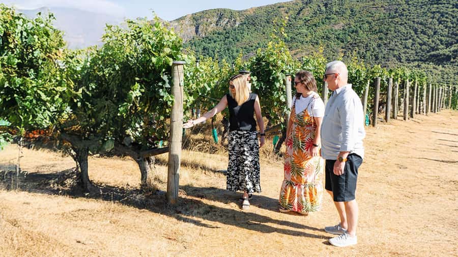 Boutique Winery Half-Day Tour & Vineyard Platter-Style Lunch - Key points to know before booking