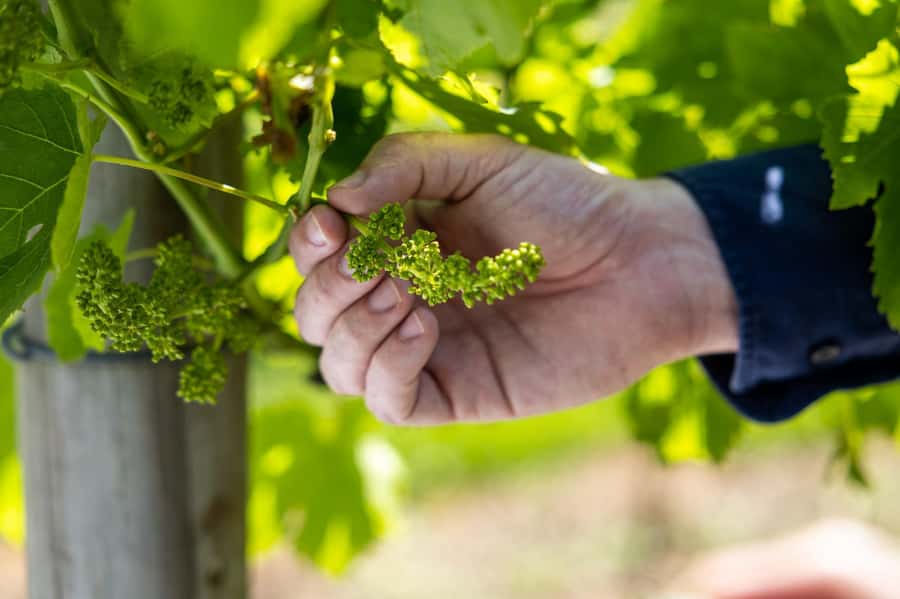 Brisbane: Tamborine Mountain Local Winery Tour with Lunch - Mountain lookouts and fresh air between tastings