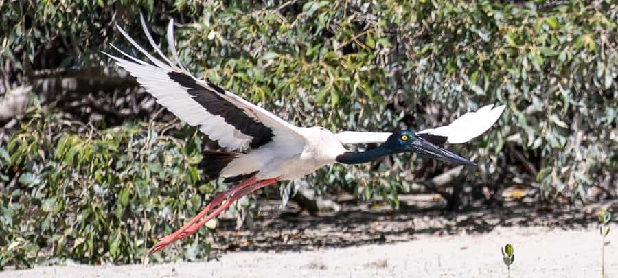 BROOME: SCENIC & PREHISTORIC CRUISE- Wine & Gourmet Platters - Why this Broome cruise is more than a dinosaur tour