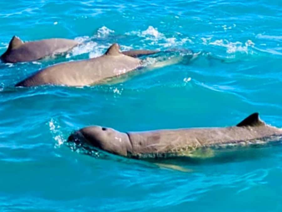 BROOME: SCENIC & PREHISTORIC CRUISE- Wine & Gourmet Platters - Pickup from Cable Beach and Broome hotels
