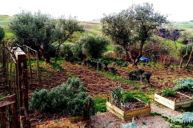Brunello Wine Tour and Val D'Orcia Landscape - The best parts, and the limits