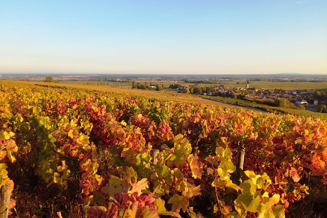 Burgundy Grand Crus Route Day Tour - 14 Wines Tastings in Domains - Guides Who Shape the Day