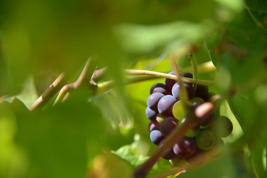 Burgundy Wines Full-Day Tasting Tour from Dijon - Price, timing, and practical value