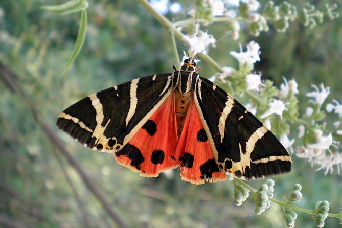 Butterfly Valley & Wine, Olive Oil, Honey Tasting Tour (Small Group) - Why this Rhodes tour works