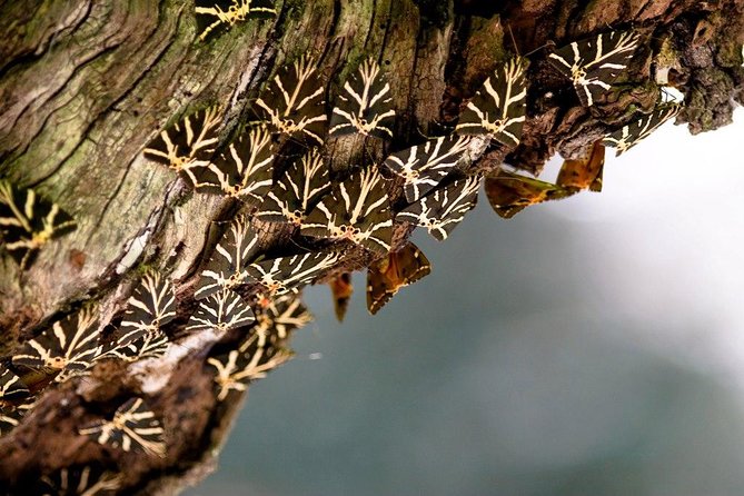 Butterfly Valley & Wine, Olive Oil, Honey Tasting Tour (Small Group) - Tasting Rhodes at the Bee Museum