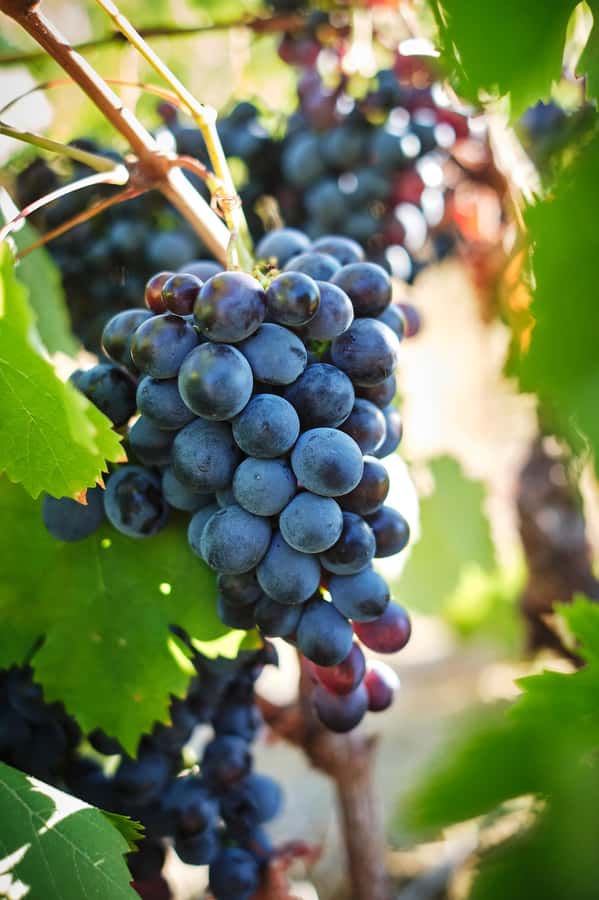 Cape Town: Full-Day Winelands Tour with Wine Tastings & Food - Lunch arrives with a choice of dishes
