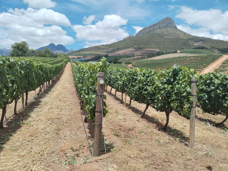 Cape Town: Stellenbosch, Franschhoek, Wine Tasting and Tram - Why this Cape Winelands route works