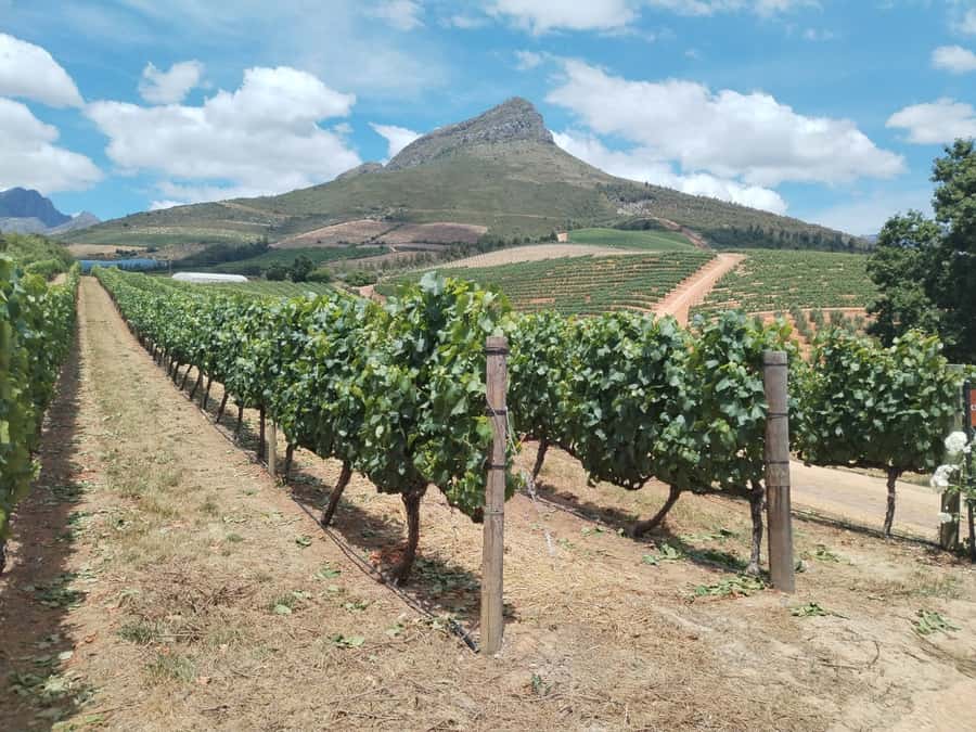 Cape Town: Stellenbosch, Franschhoek, Wine Tasting and Tram - Zevenwacht begins the tasting day