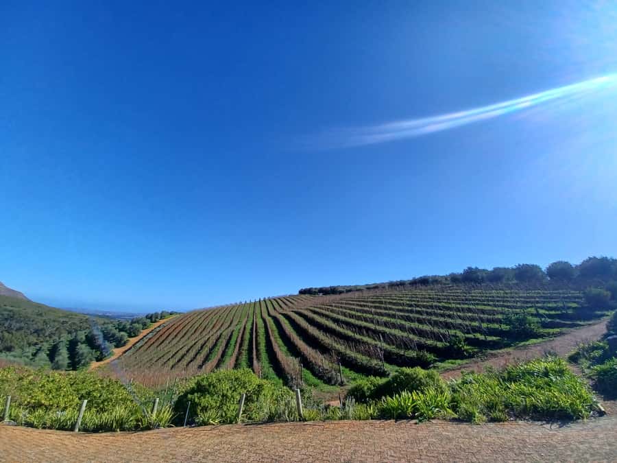 Cape Town: Stellenbosch Wine Half-Day Tour - Key points to know before booking